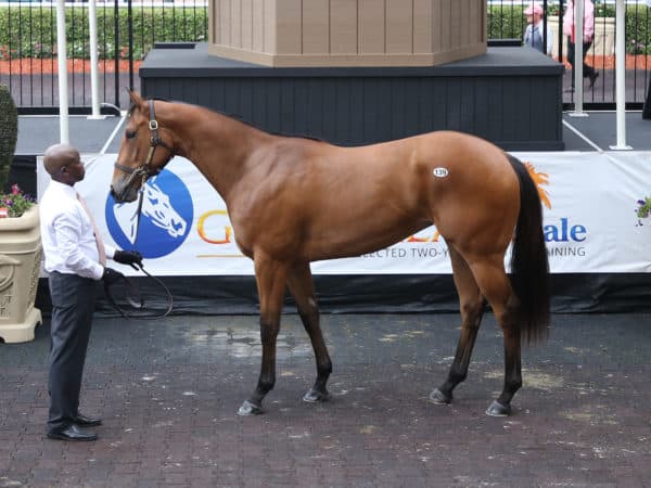 Hip 139 became Into Mischief's highest auction horse ever at $1.5 million on Wednesday | Photo by Z