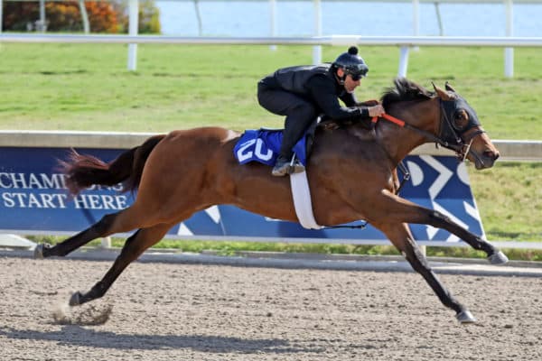 Malibu Moon's $750,000 filly, hip No. 20, breezing :10 flat at F-T Gulfstream | Photo by Z