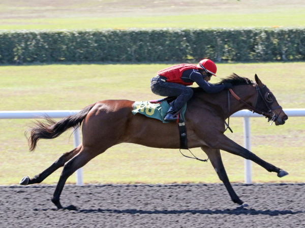 Hip 110 breezes 20.4 at OBS March
