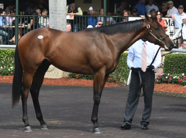 Shakin It Up's $200,000 colt, hip No. 83, at the Fasig-Tipton Gulfstream 2yo sale | Tibor & Judit photography