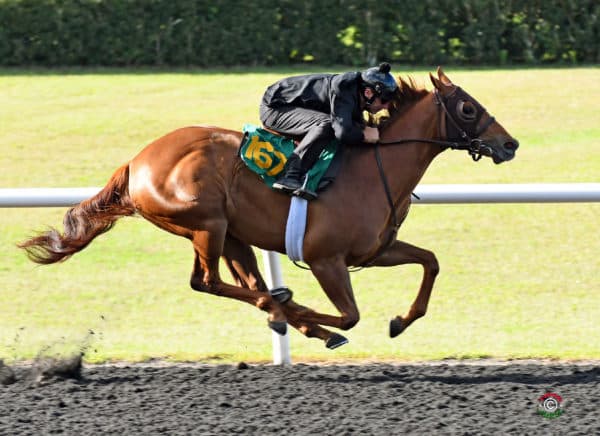 Danza filly, Hip 167, breezed a bullet quarter in :21 flat at OBS | Tibor & Judit photo