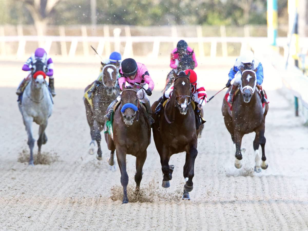 Omaha Beach takes the G2 Rebel S. finishing ahead of Game Winner | 2019 | Coady Photography