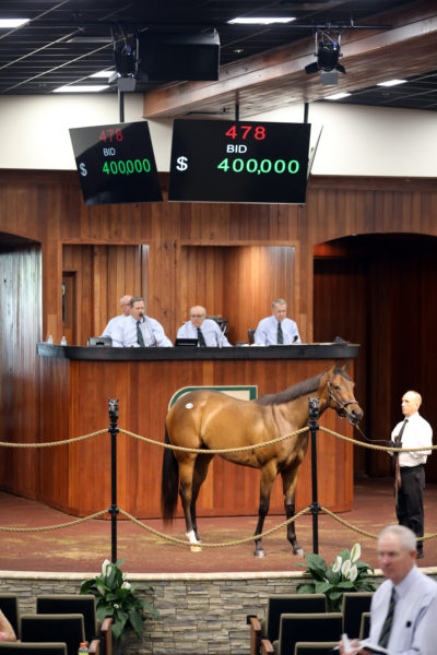 Danza’s $400,000 filly, hip No. 478, at the 2019 OBS Spring Sale of 2-year-olds – photo by Z