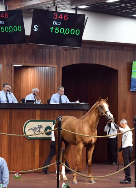 Race Day’s $150,000 colt, hip No. 346, at the 2019 OBS Spring Sale of 2-year-olds – Tibor & Judit photography