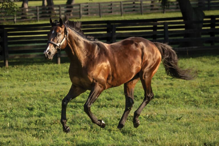 Omaha Beach | 2025 Paddock | David Coyle Photo