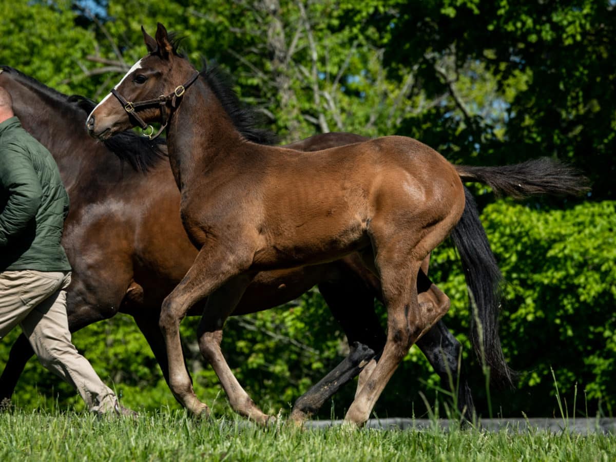 Queens Wood colt | Pictured at 3 months old | Bred by Haymarket Farm | Spendthrift Farm Photo