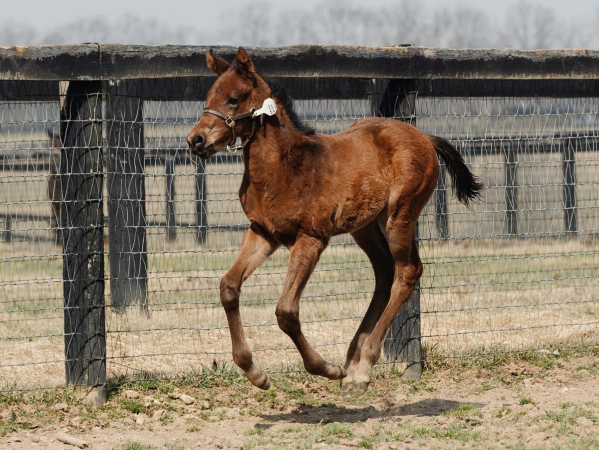 Spring Ring 21 colt | Pictured at 1 month old | Bred by Fred W. Hertrich III | Spendthrift Farm Photo