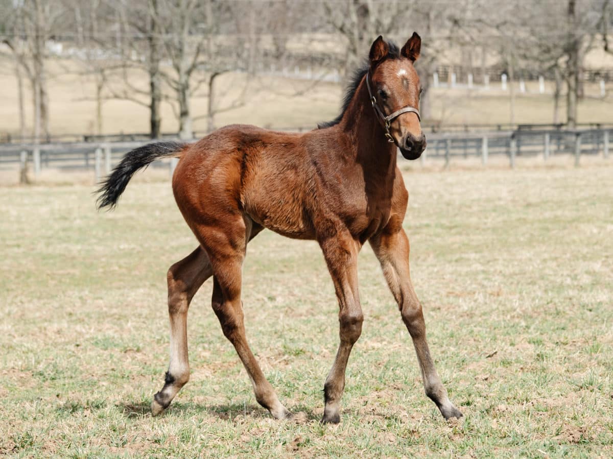 Quiet Hour 21 colt | Pictured at 33 days old | Bred by Mulholland Springs Farm | Spendthrift farm Photo