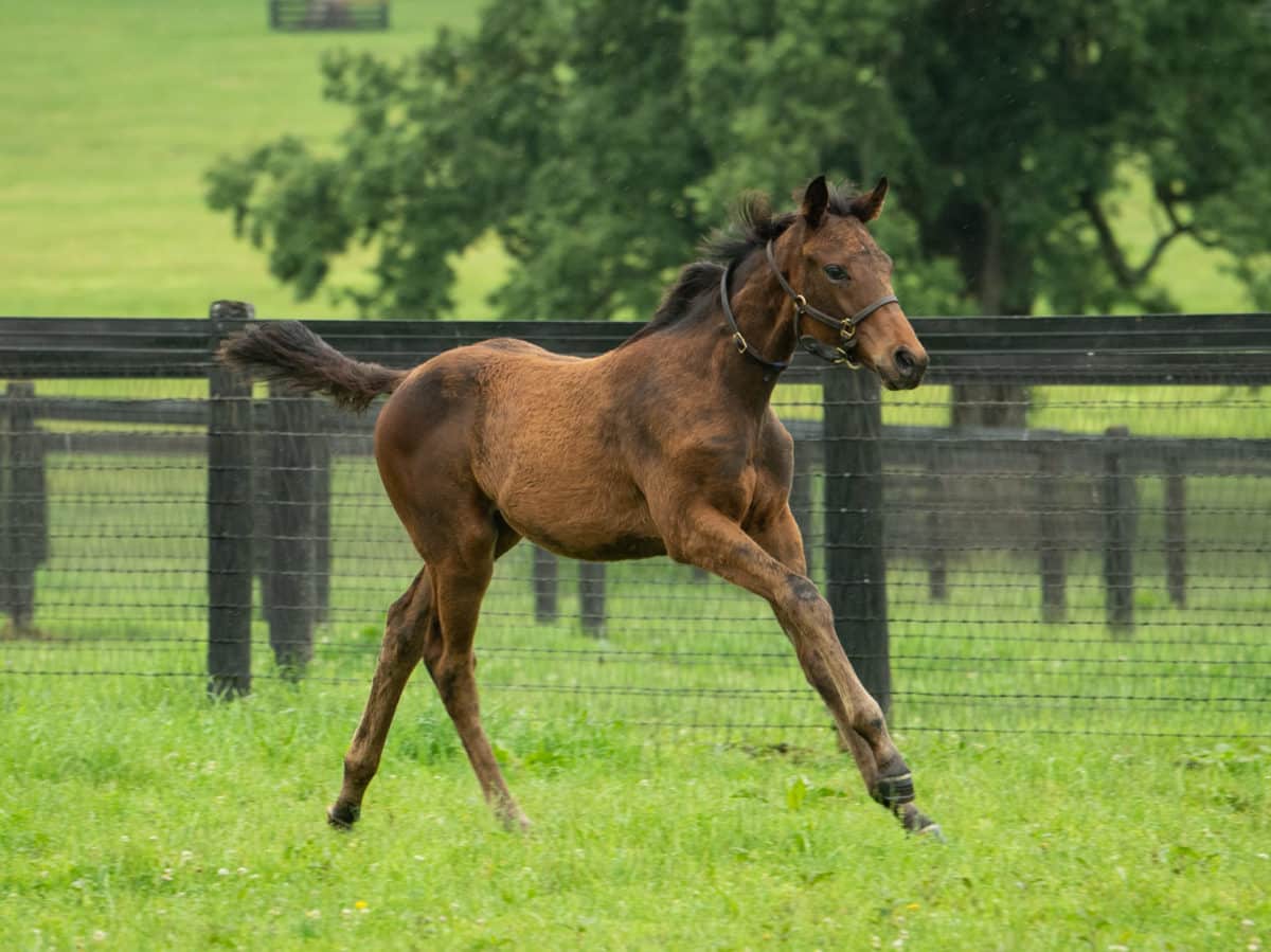 Sweet Awakening 21 filly | Pictured at 4 months old | Bred by Ron Kirk & Michael Riordan | Spendthrift Farm Photo