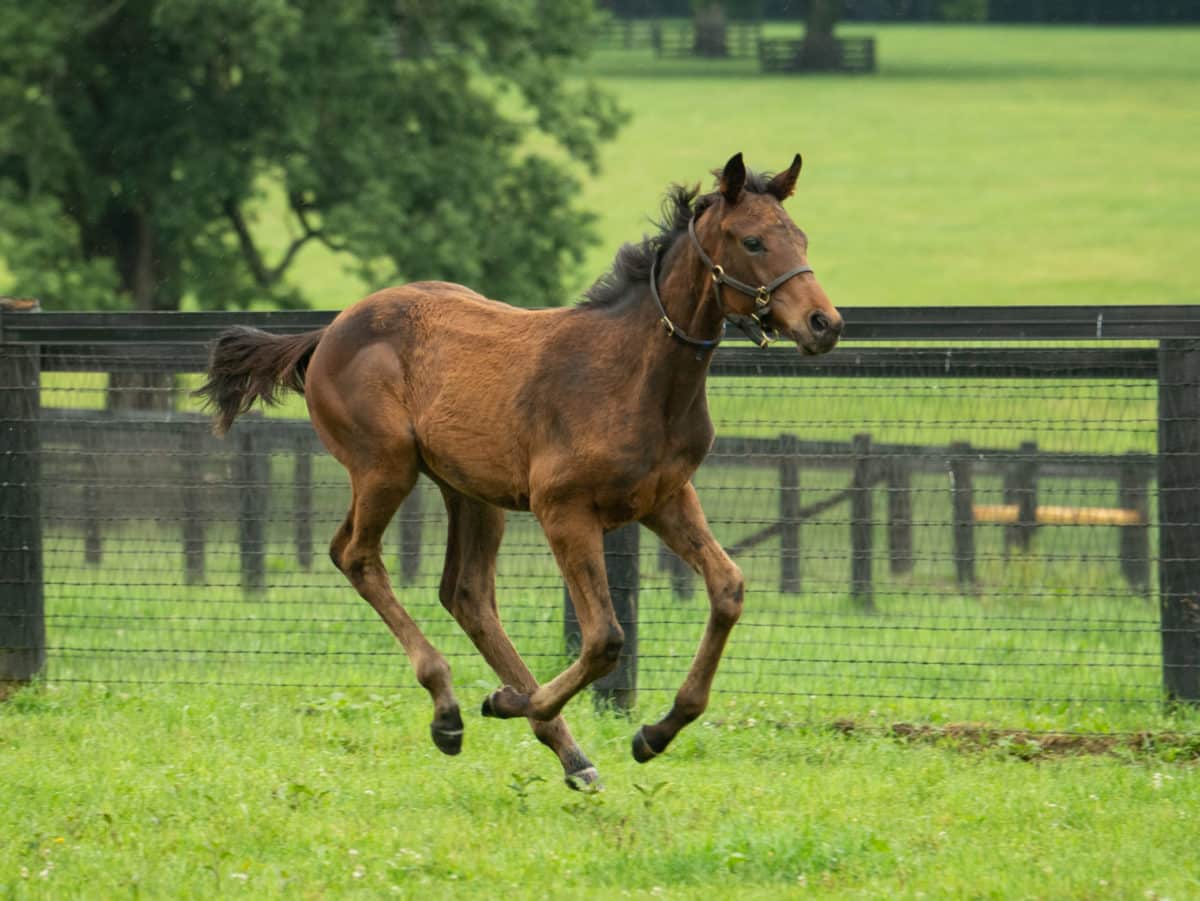 Sweet Awakening 21 filly | Pictured at 4 months old | Bred by Ron Kirk & Michael Riordan | Spendthrift Farm Photo