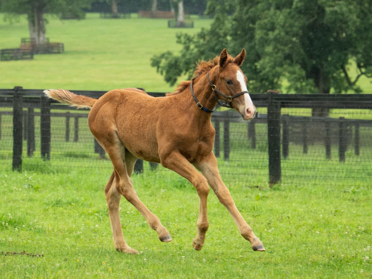 Giant's Causey 21 filly | Pictured at 3 months old | Bred by Tami Bobo | Spendthrift Farm Photo