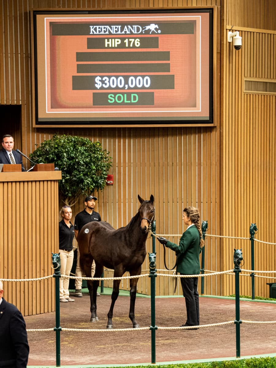 $300,000 | Hip 176 colt o/o Achalaya | Purchased by Freya Stables | KEENOV 21