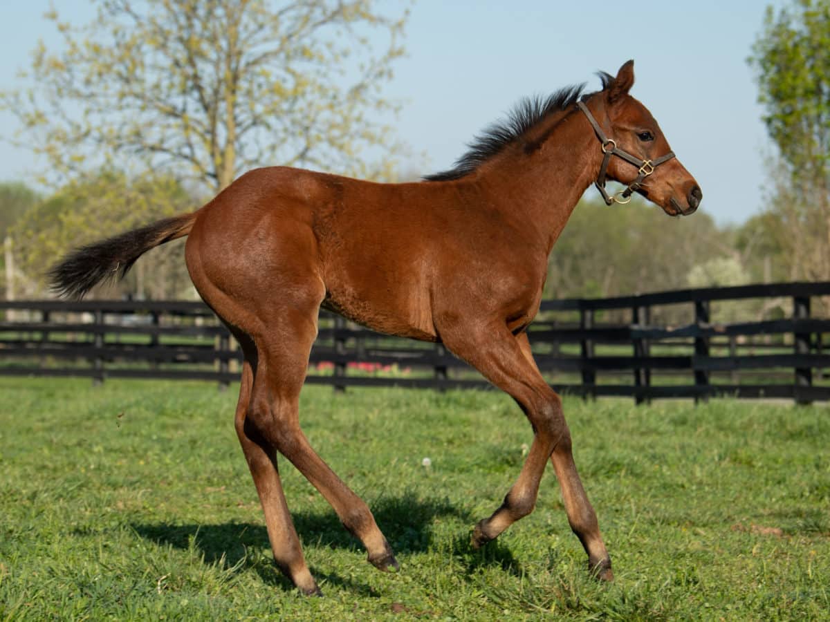 Maybellene 21 colt | Pictured at 2 months old | Bred by Clarkland Farm | Spendthrift Farm Photo