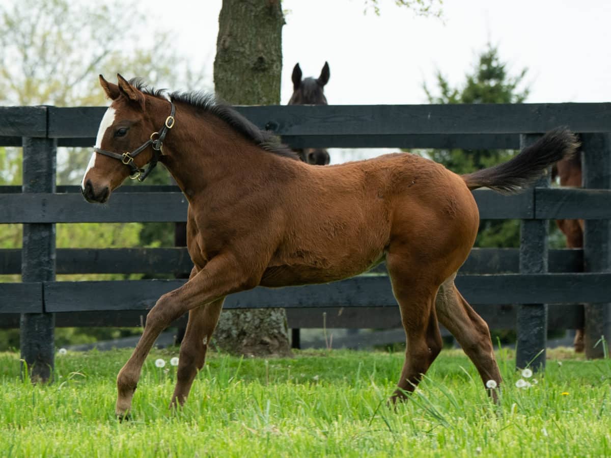 Star Super 21 filly | pictured at 52 days old | Bred by Jody Huckabay | Spendthrift Farm Photo