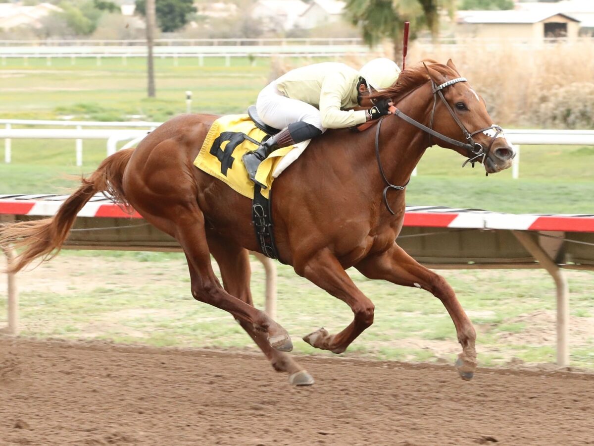 3yo colt E J Won the Cup captures the 2024 Turf Paradise Derby