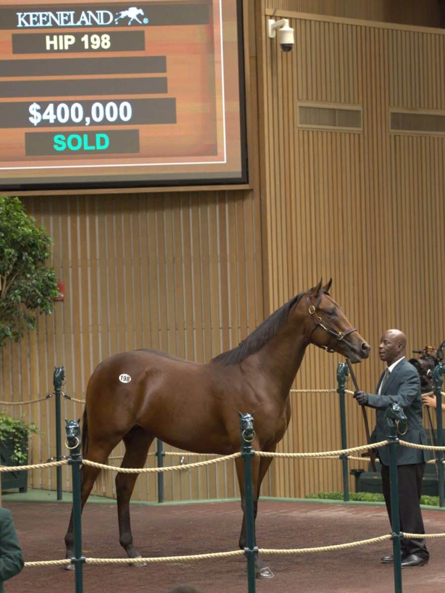 $400,000 | Colt o/o Daisy | Purchased by Richard Knight Bloodstock, Agent | '22 KEESEP | Nicole Finch photo