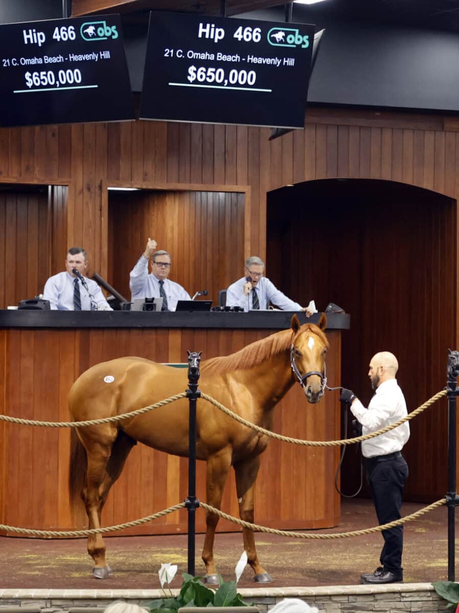 $650,000 | Colt o/o Heavenly Hill | Purchased by Spendthrift Farm & Nice Guys Stables | '23 OBSAPR | Z photo