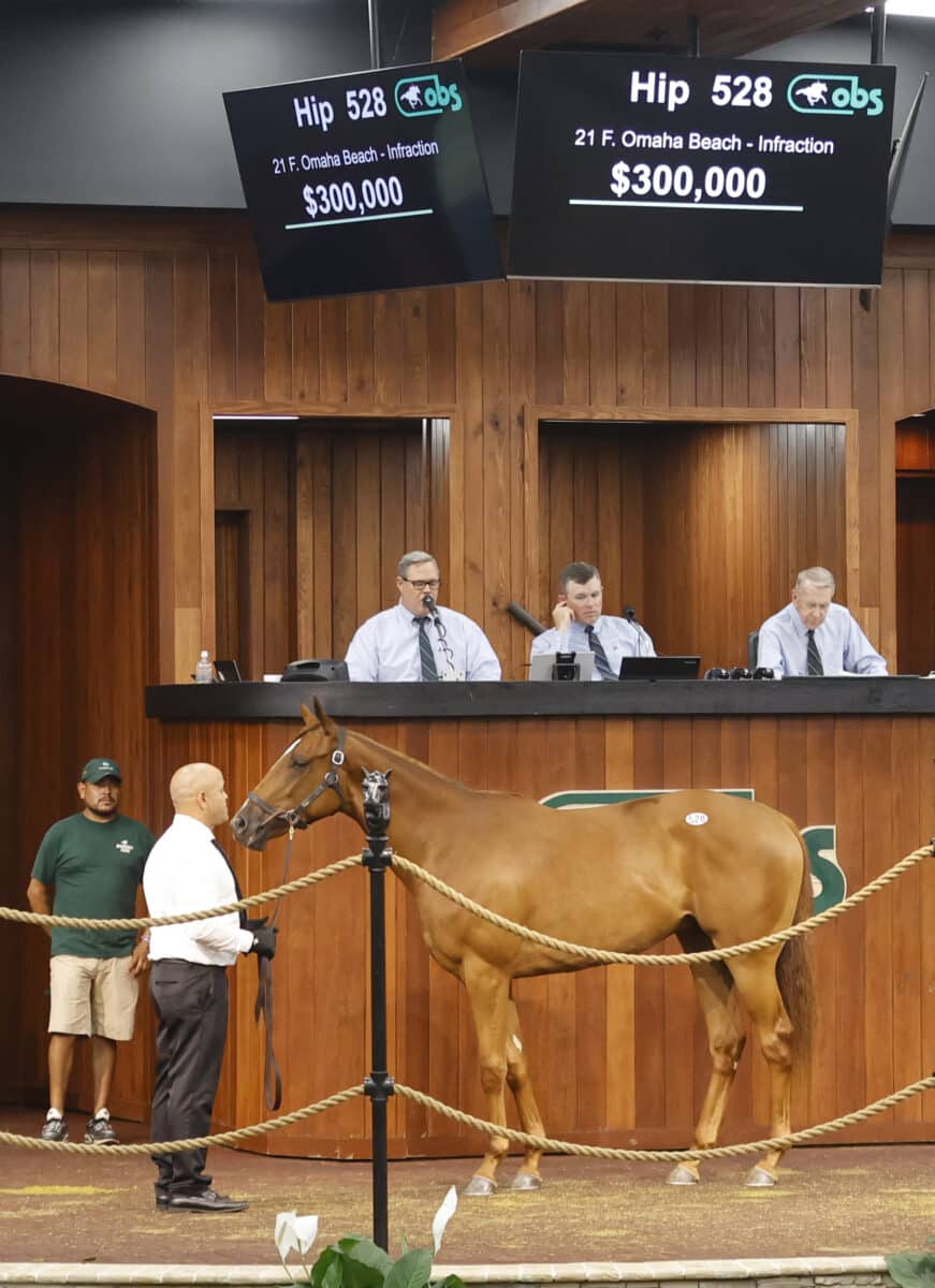 $350,000 | Filly o/o Infraction | Purchased by Bo Bromagen, agent | '23 OBSAPR | Z photo