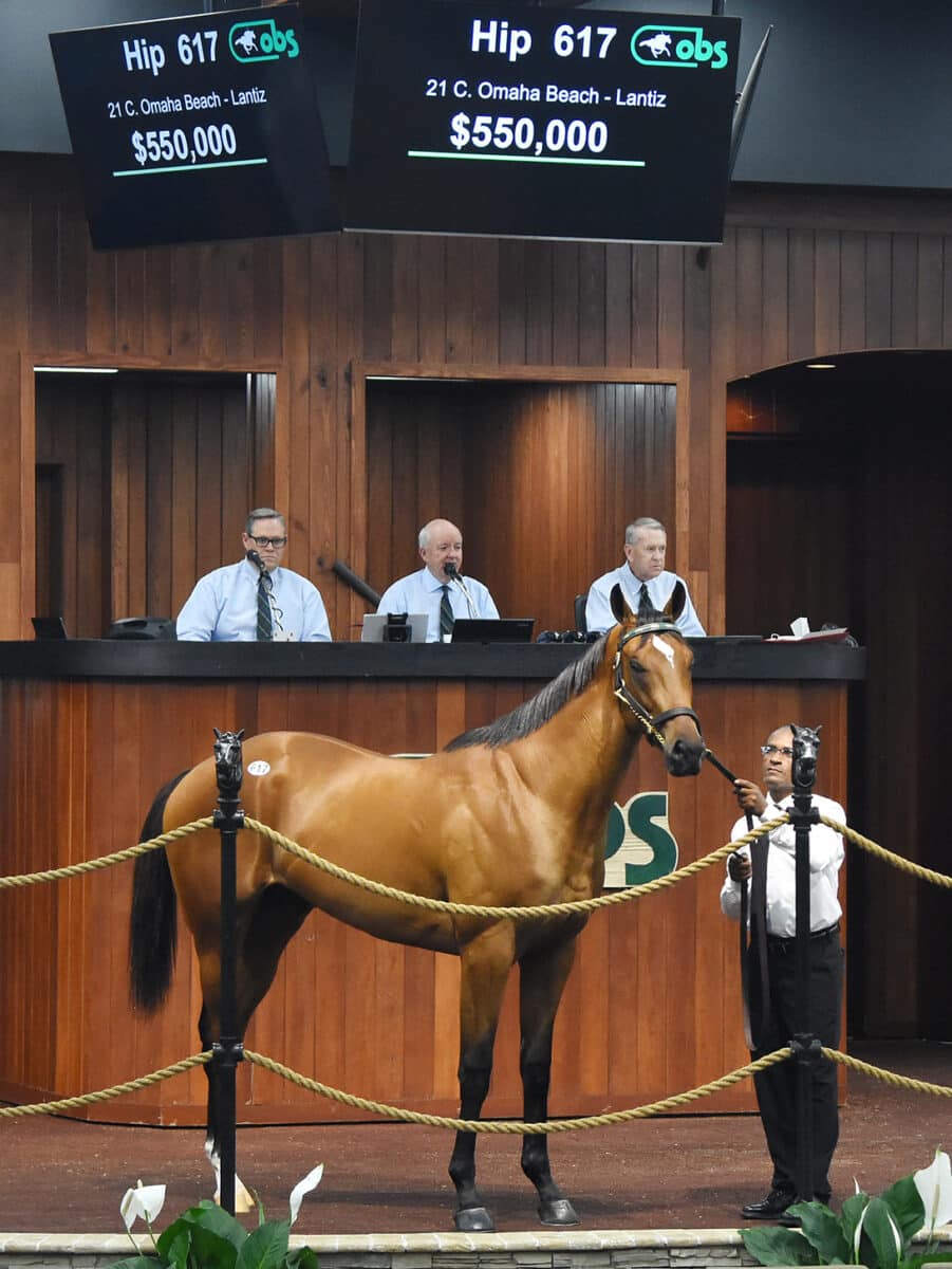 $550,000 | Colt o/o Lantiz | Purchased by Woodslane Farm | '23 OBSAPR | Judit Seipert photo