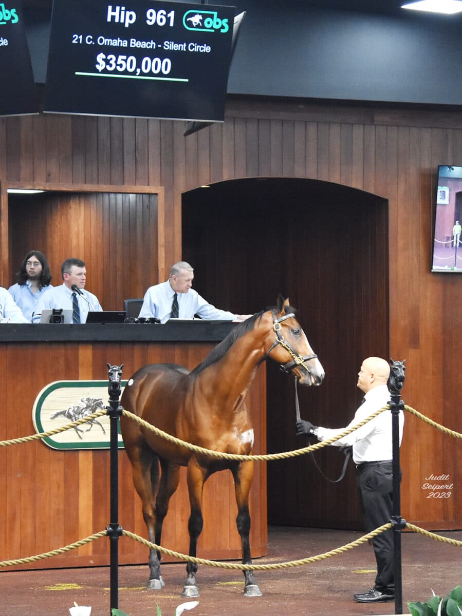 $350,000 | Colt o/o Silent Circle | Purchased by Spendthrift Farm | '23 OBSAPR | Judit Seipert photo