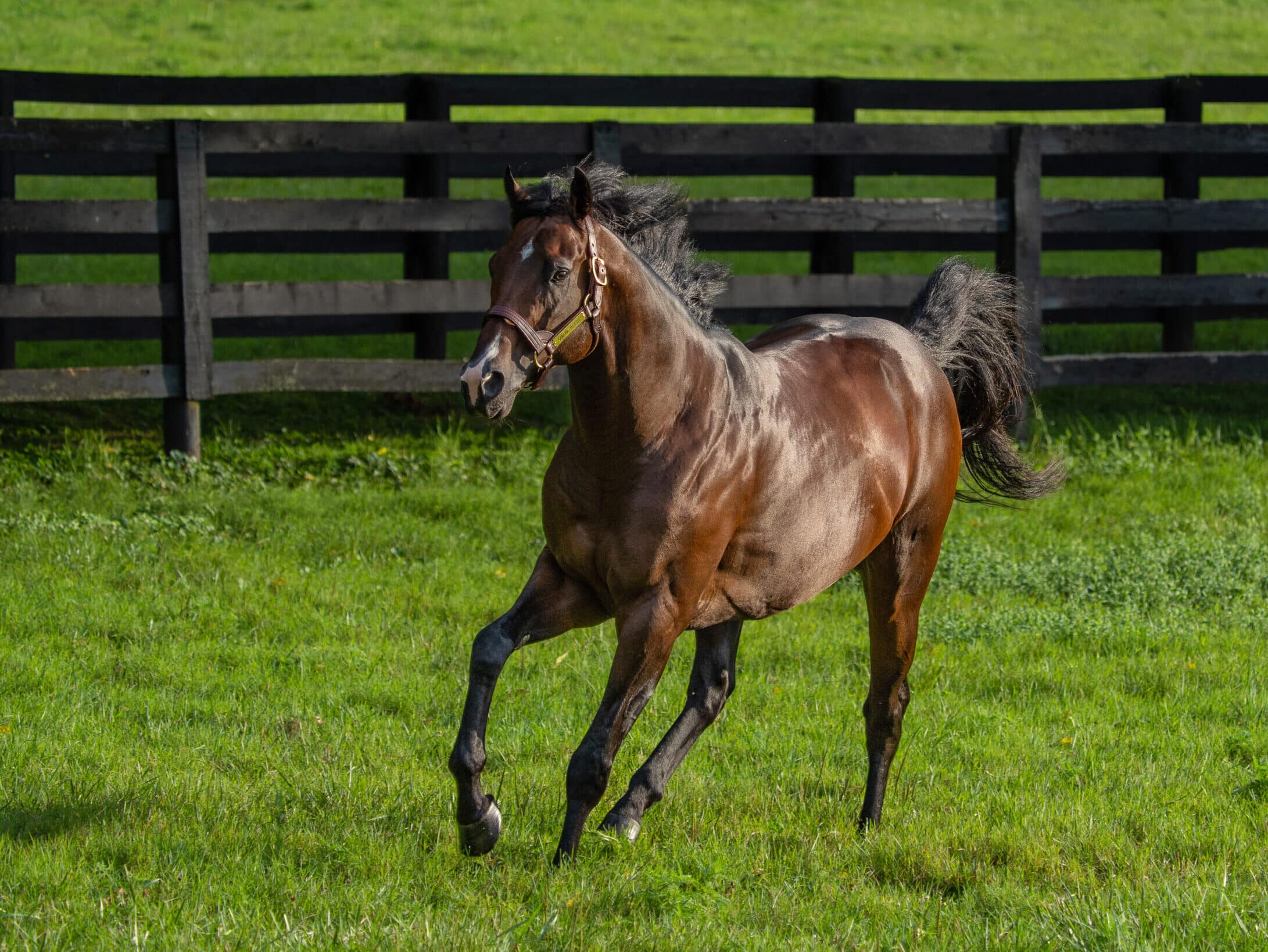 Omaha Beach Thoroughbred Stallion at Spendthrift Farm, KY