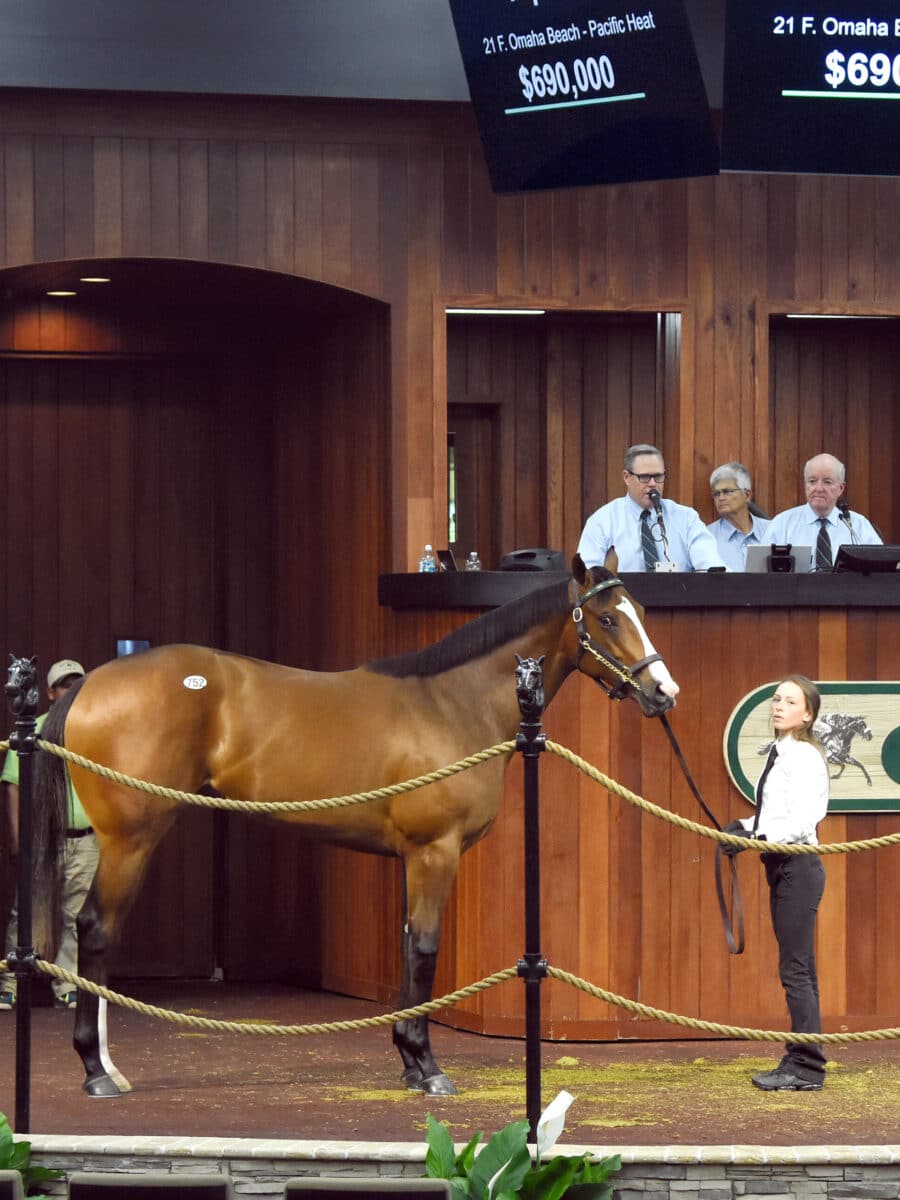 $690,000 | Filly o/o Pacific Heat | Purchased by Kerri Radcliffe, Agent | '23 OBSMAR | Judit Seipert photo
