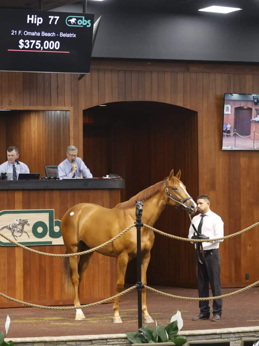 $375,000 | Filly o/o Belatrix | Purchased by Maverick Racing & Siena Farms | '23 OBSAPR | Z photo