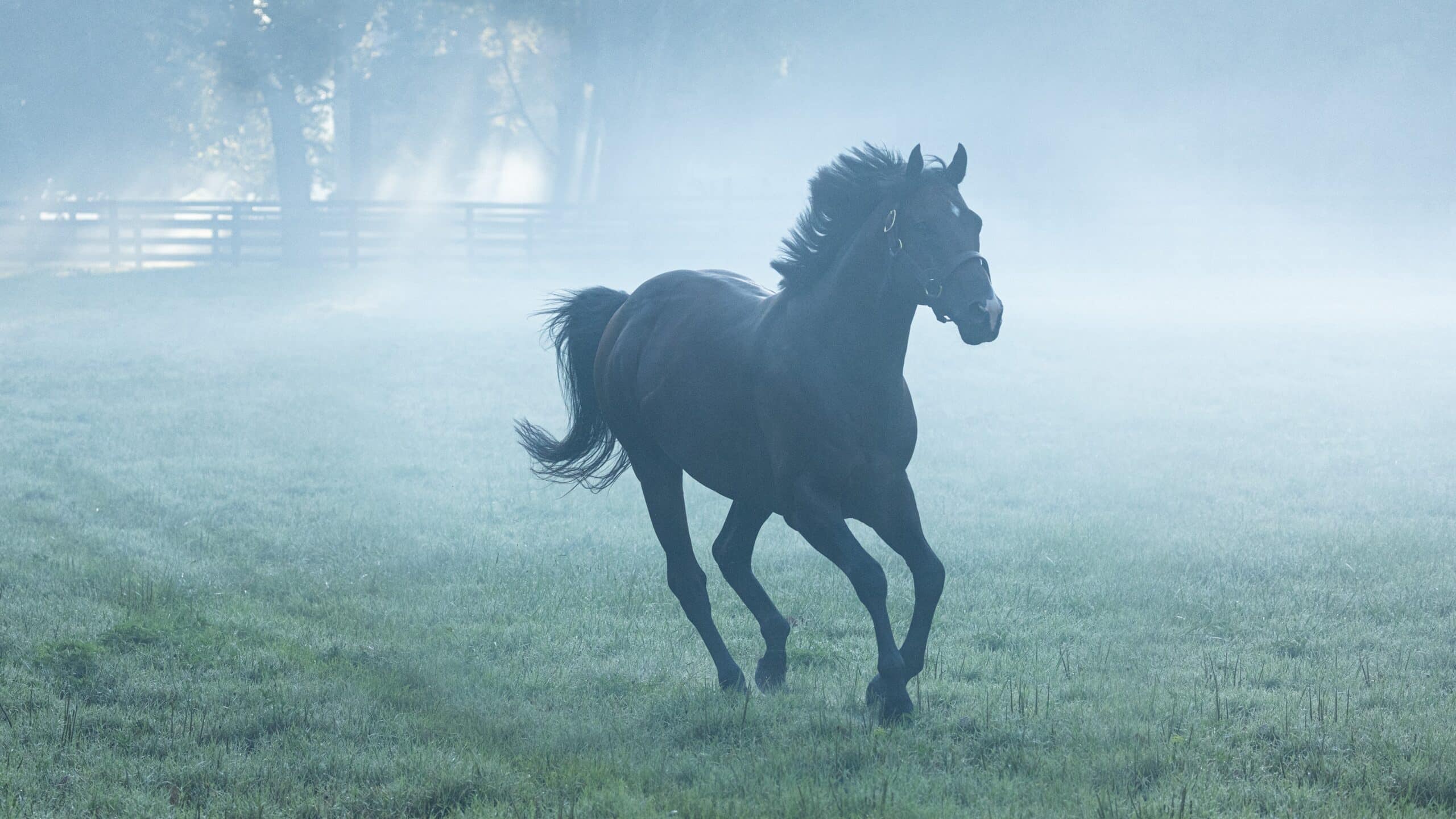 Omaha Beach Thoroughbred Stallion at Spendthrift Farm, KY