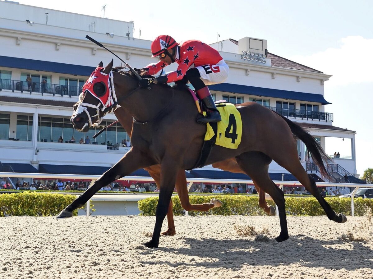 3yo filly Scarlet Sands wins her third in a row in the 2025 Miss Gracie S. at Gulfstream | Coglianese photo