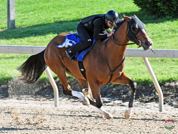 Into Mischief's hip #360 breezing at the F-T Midlantic Sale Under Tack Show - Tibor & Judit photography