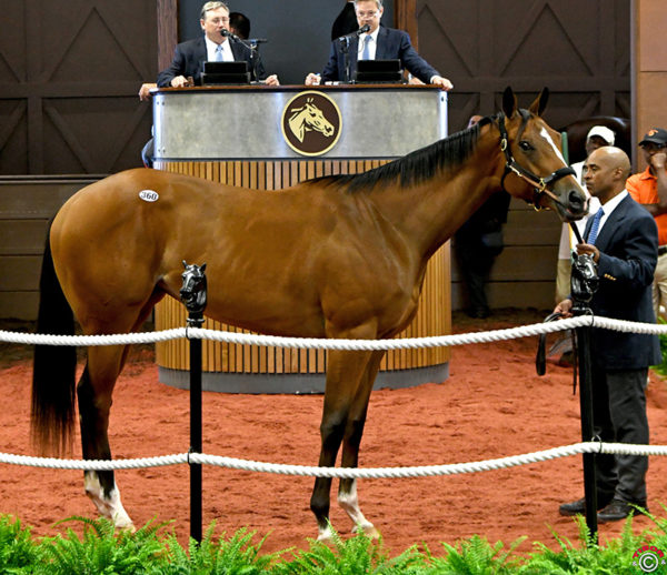 Into Mischief's $1.8 million filly, hip No. 360, at the 2019 F-T Midlantic 2yo sale – Tibor & Judit photography