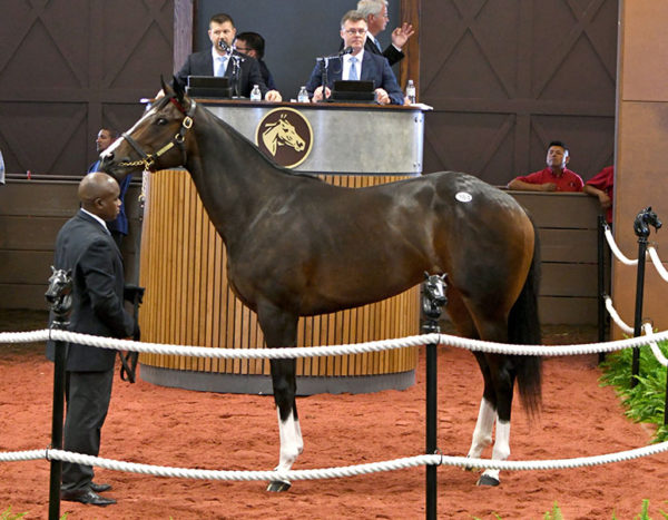 Palace's $570,000 filly, hip No. 384, at the 2019 F-T Midlantic 2yo sale - Tibor & Judit photography