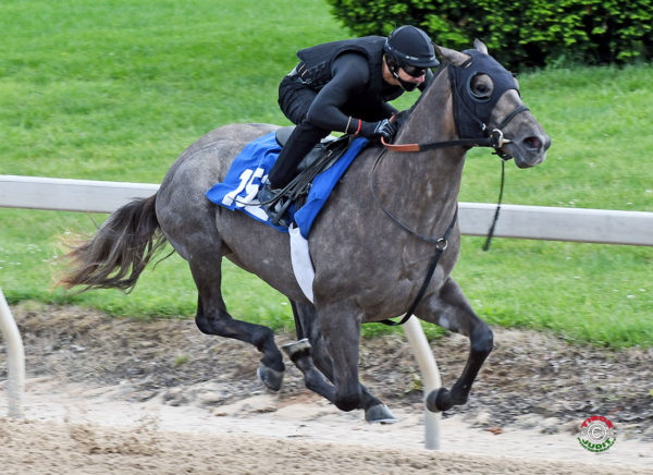 Race Day’s hip #152 breezing at the F-T Midlantic Sale Under Tack Show - Tibor & Judit photography