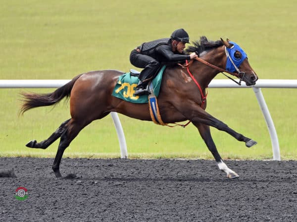 Race Day colt breezes a bullet quarter-mile in :20.3 at OBS June | Tibor & Judit photo