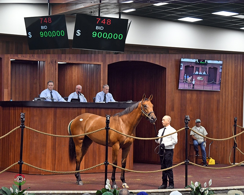 Into Mischief's $900,000 sale topper at the 2019 OBS June 2YO Sale | Tibor & Judit photo