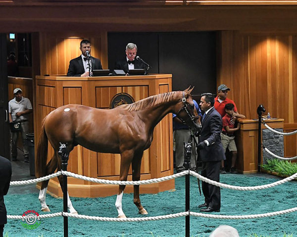 Brody’s Cause’s $185,000 colt, hip No. 205, at the 2019 Fasig-Tipton Saratoga Yearling sale – Tibor & Judit photography