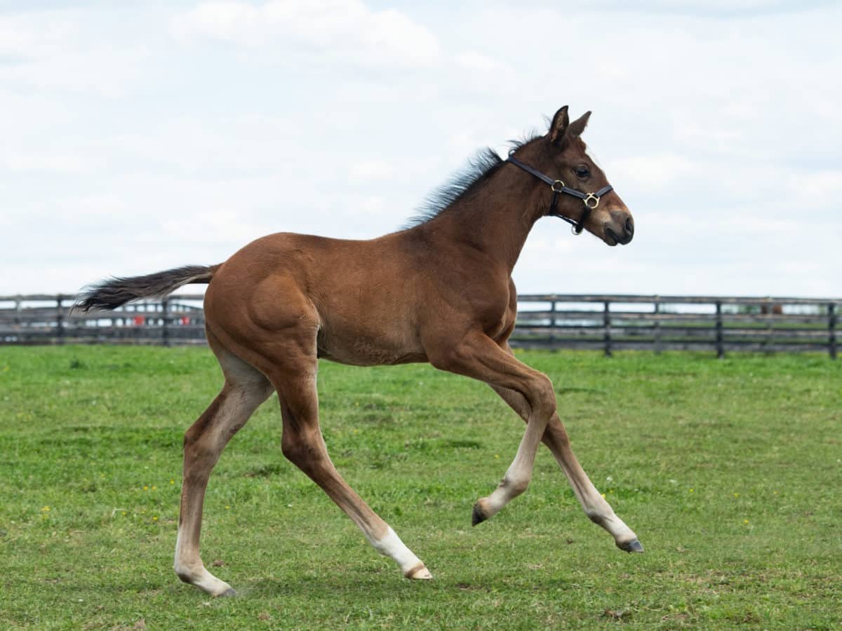 Moments Past 21 colt | Bred by Lonnie Winkelspecht | Spendthrift Farm Photo