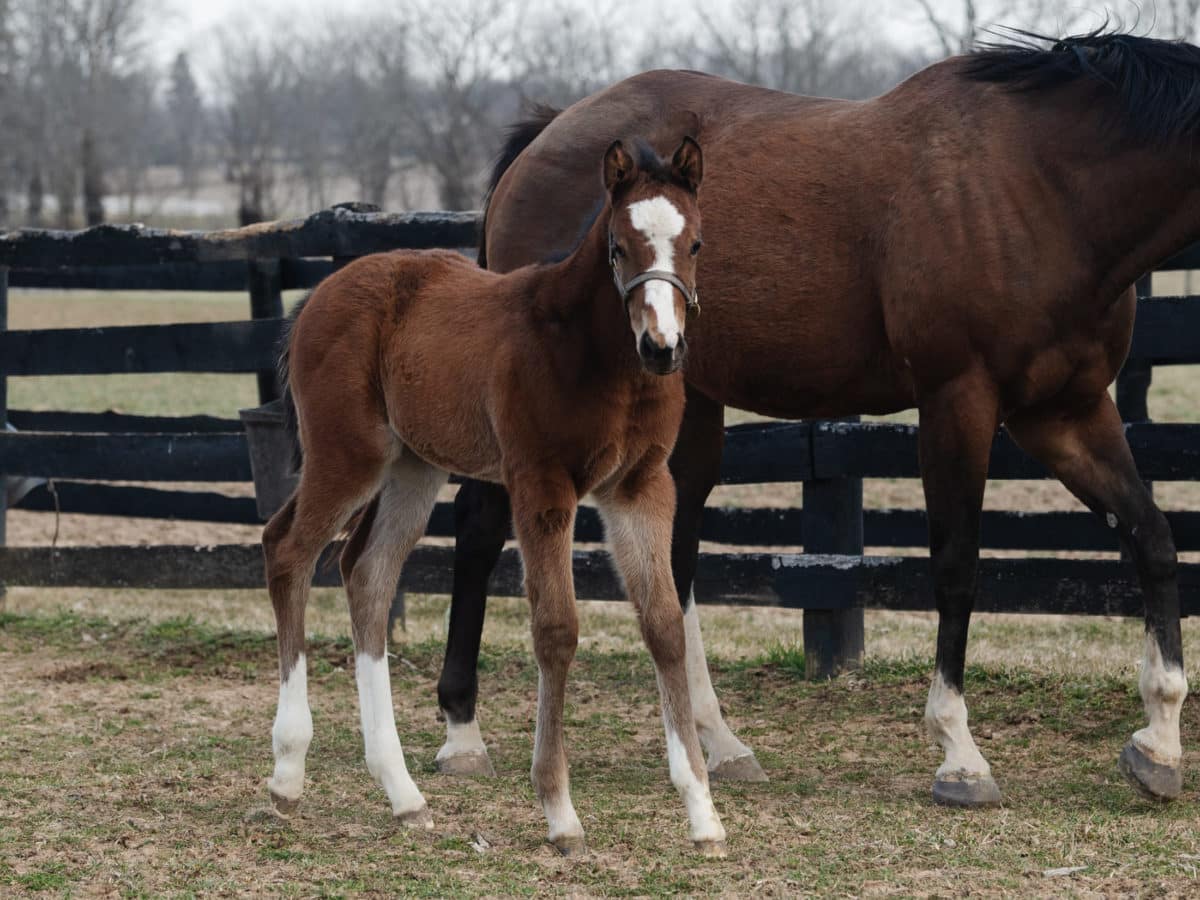 Box Office Smash 21 filly | Pictured at 1 month old | Bred by Mulholland Springs Farm | Spendthrift Farm Photo