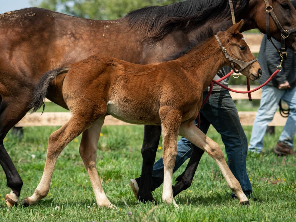 Shop 21 colt | Pictured at 1 month old | bred by TLC TB's & Stonegate Stable | Spendthrift Farm Photo