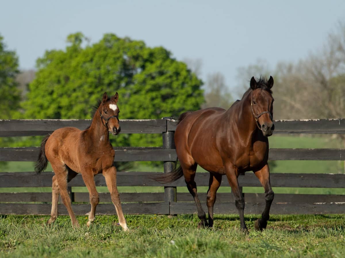 Lawanda 21 filly | Pictured at 3 months old | Bred by Clarkland Farm | Spendthrift Farm Photo