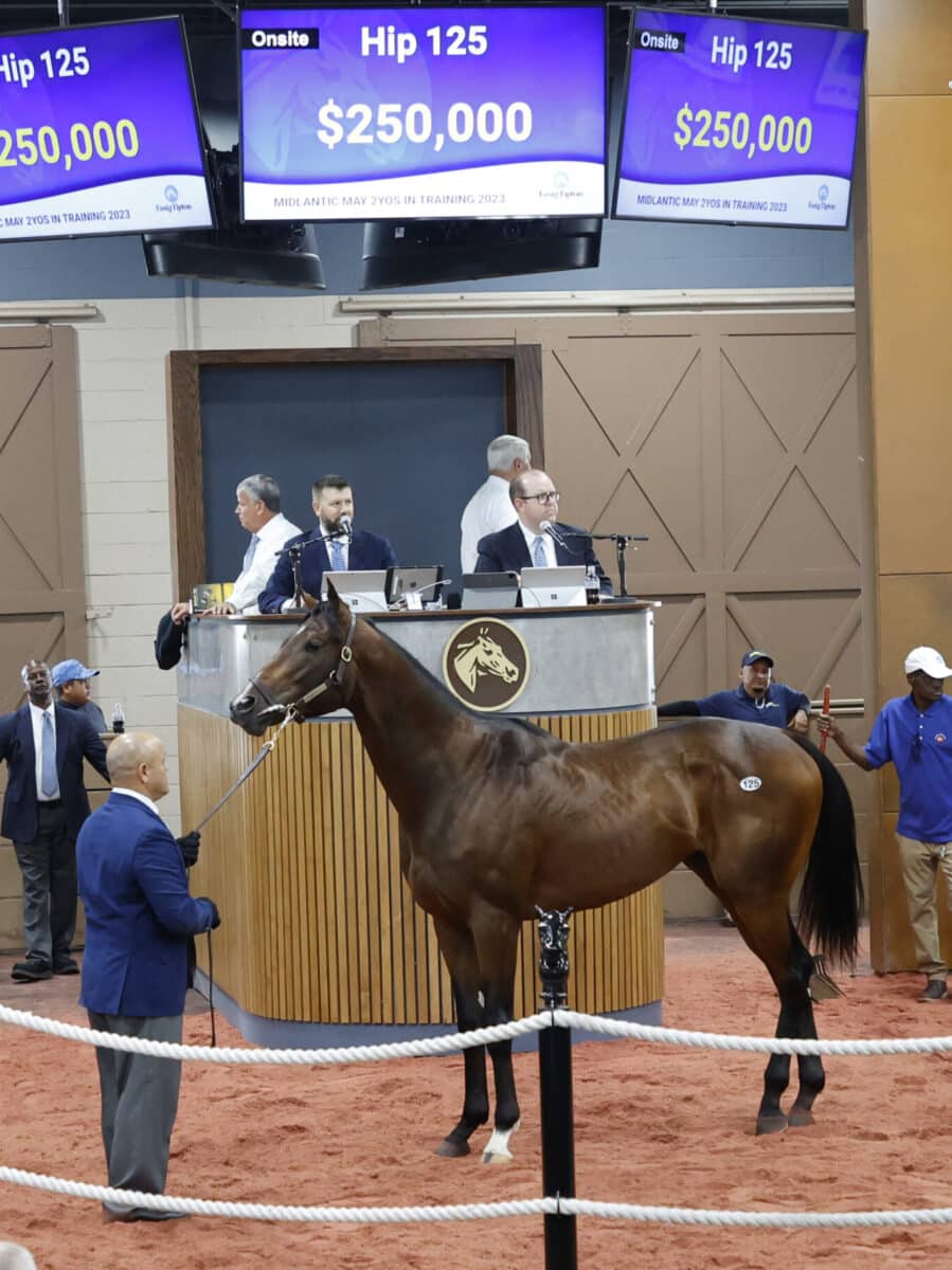 $250,000 | Colt o/o Daddy's Diva | Purchased by Spendthrift Farm | '23 F-T Midlantic | Z photo