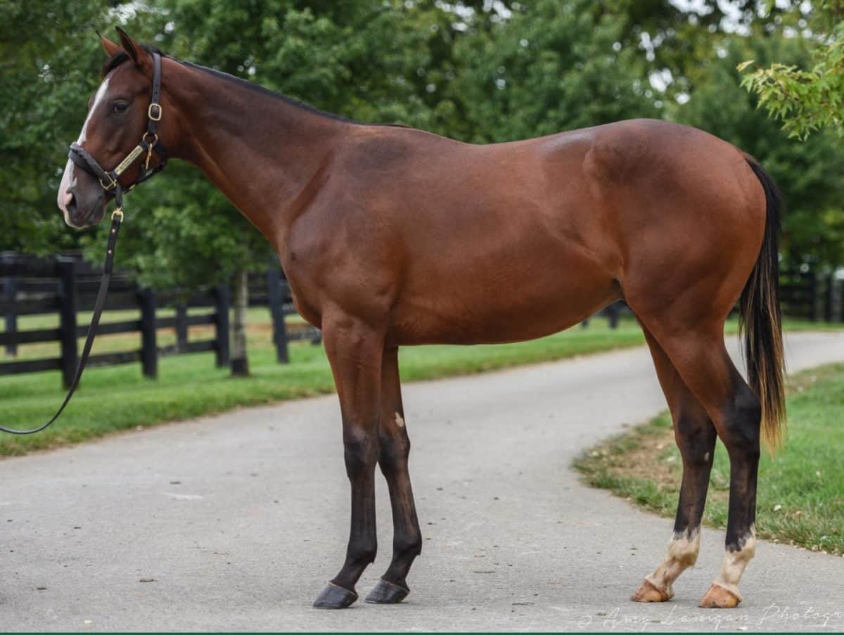 $200,000 | Colt o/o Warm Sunshine | Purchased by Donegal Racing | '22 KEESEP | Amy Lanigan photo