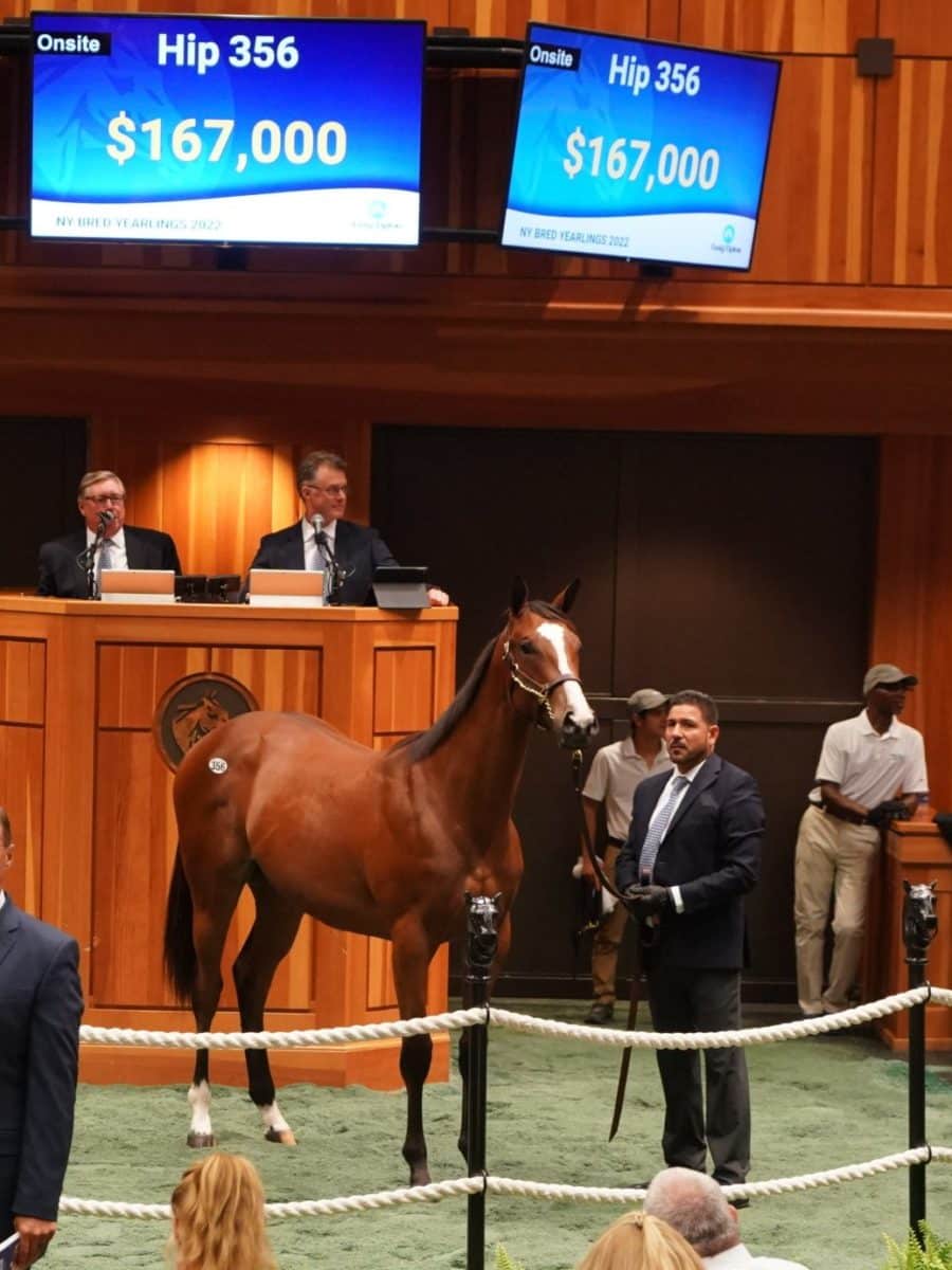 $167,000 filly | Hip 356, o/o Miss Malibu Style | Purchased by Kueber Racing | '22 F-T Saratoga | Z photo