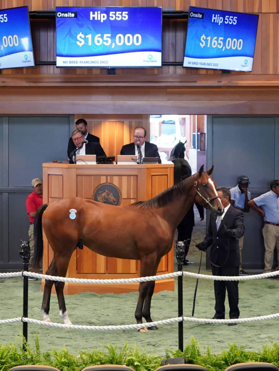 $165,000 colt | Hip 555, o/o Explicable | Purchased by Tom McCrocklin | '22 F-T Saratoga | Z photo