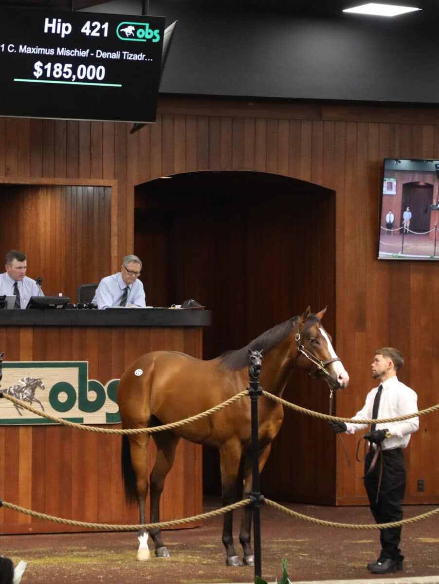 $185,000 | Colt o/o Denali Tizadream | Purchased by Ram / Zanotti Stable, Oracle Bloodstock, Agent | '23 OBSMAR | Z photo