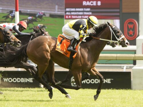 Ms. Tart becomes her sire's third first-crop GSW with a win in the 2025 Royal North S. (G3) at Woodbine | Photo courtesy of Woodbine