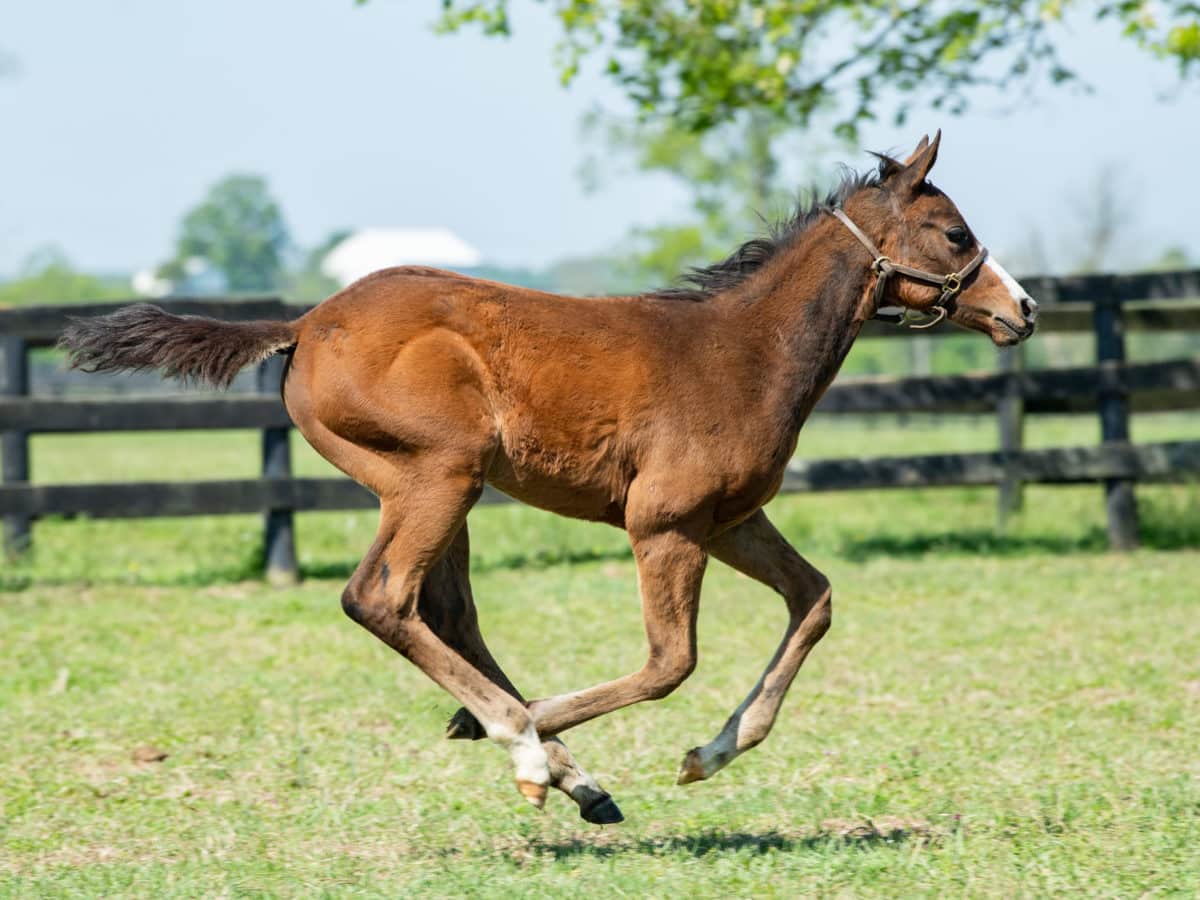 Call to Service 21 colt | Pictured at 3 months old | Bred by Sequel, Lakin, and Toothaker | Spendthrift Farm Photo