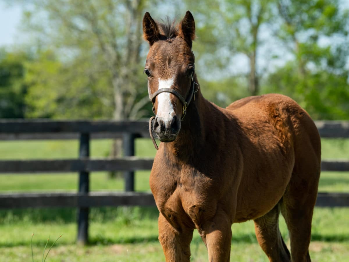 Call to Service 21 colt | Pictured at 3 months old | Bred by Sequel, Lakin, and Toothaker | Spendthrift Farm Photo