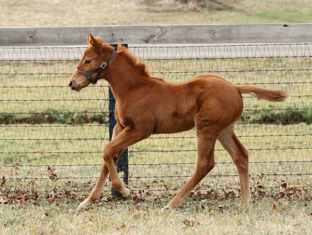 Shine Time 21 filly | Pictured at 1 month old | Bred by Brandywine Farm | Spendthrift Farm Photo