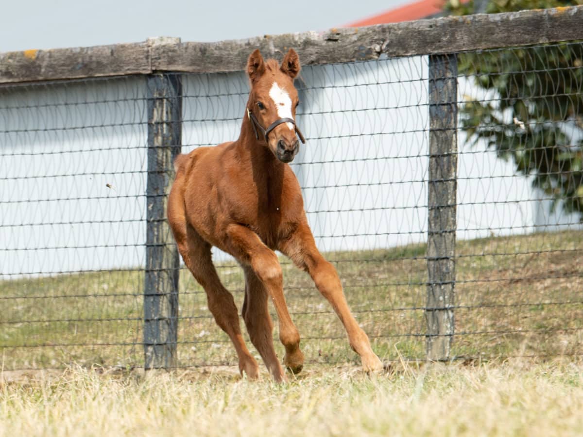 Sparkling Champagn 21 filly | Pictured at 27 days old | Bred by Brandywine Farm | Spendthrift Farm Photo